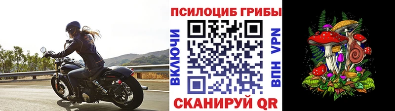 Купить где  Верея  Псилоцибиновые грибы Psilocybe 